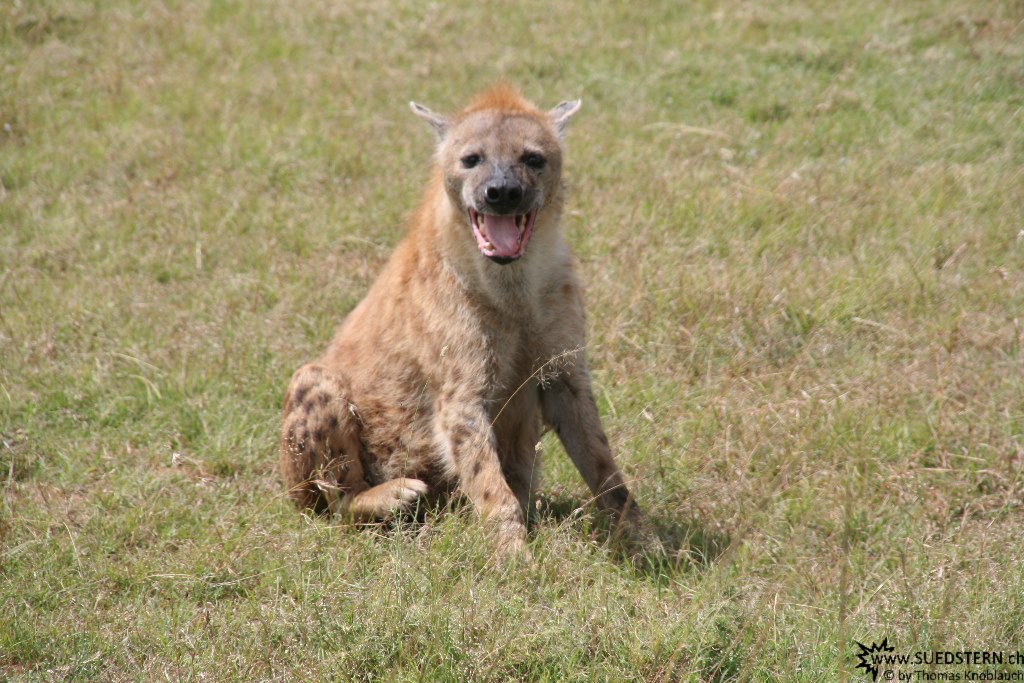 IMG 8551-Kenya, hyena in Masai Mara